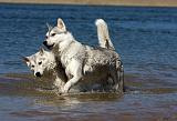 SIBERIAN HUSKY 652